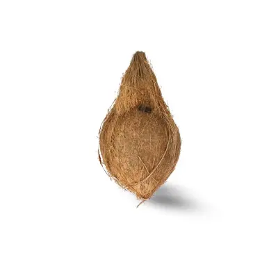 Coconut