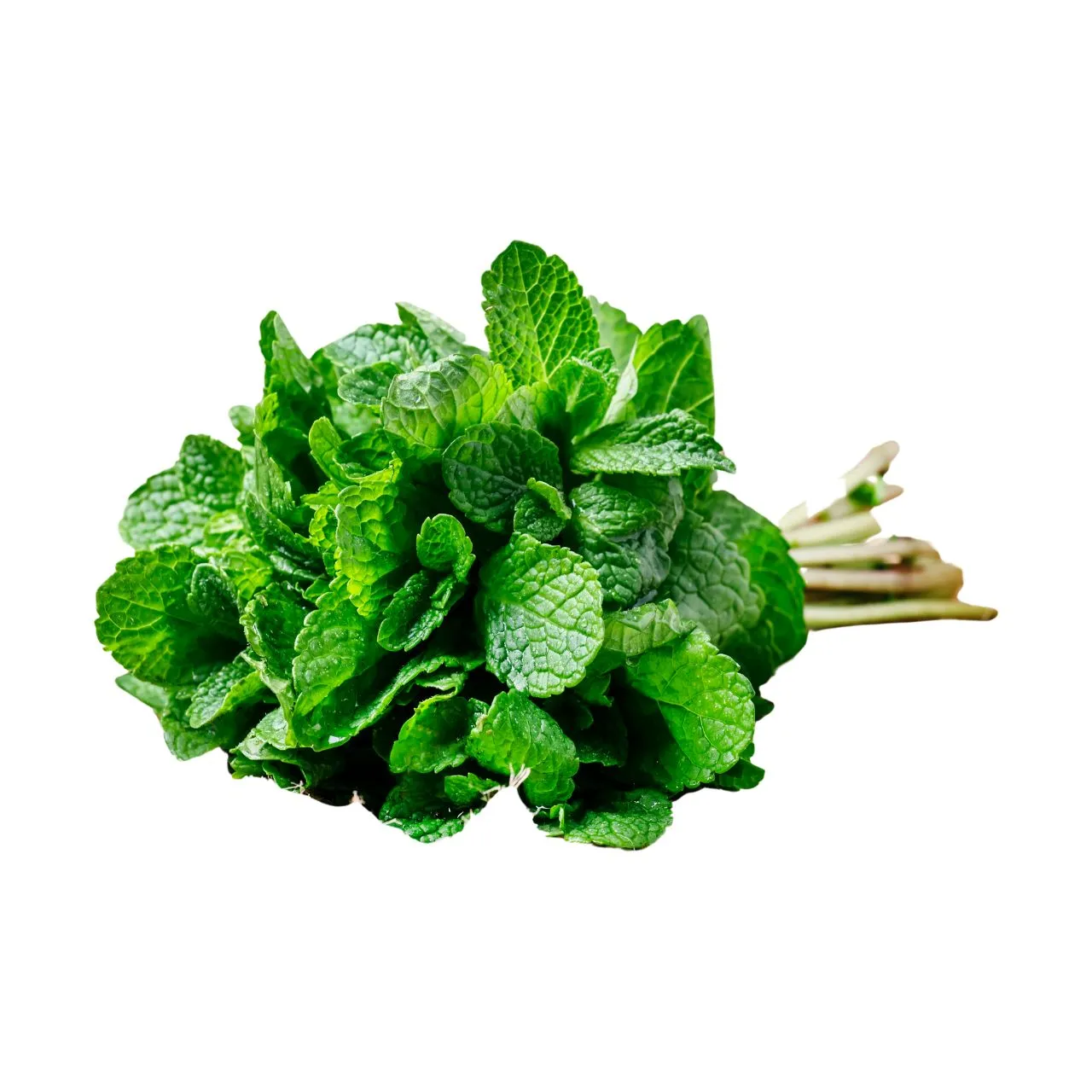 Mint Leaves
