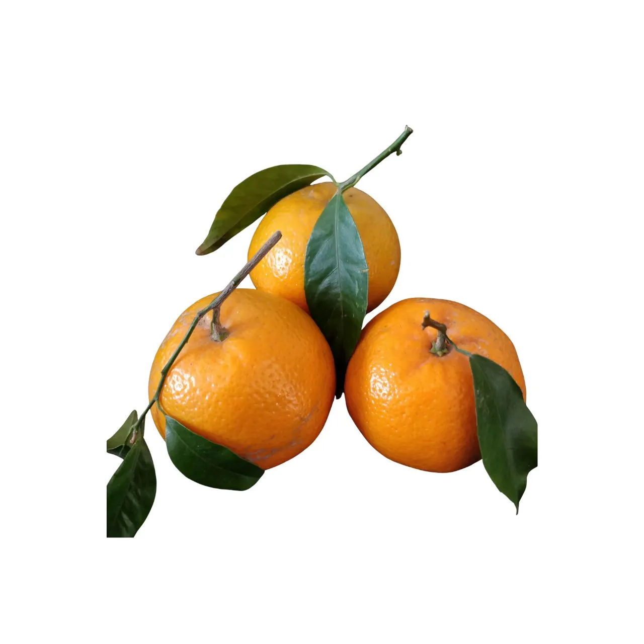 Mandarine (Citrus)