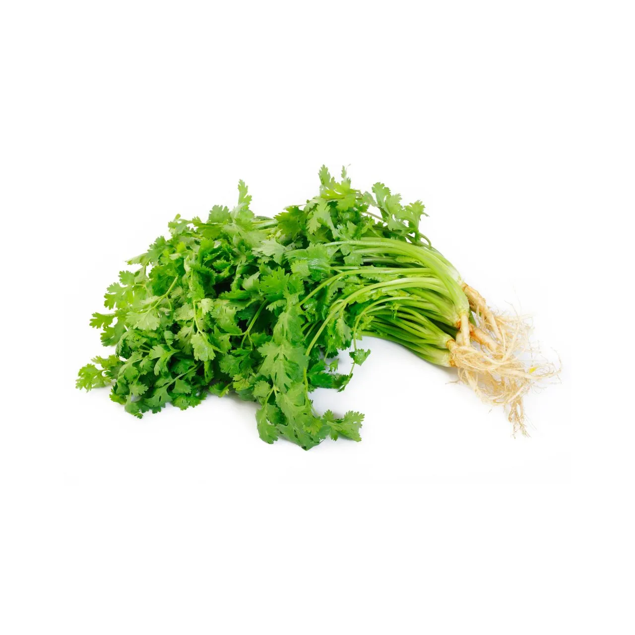 Coriander Leaves