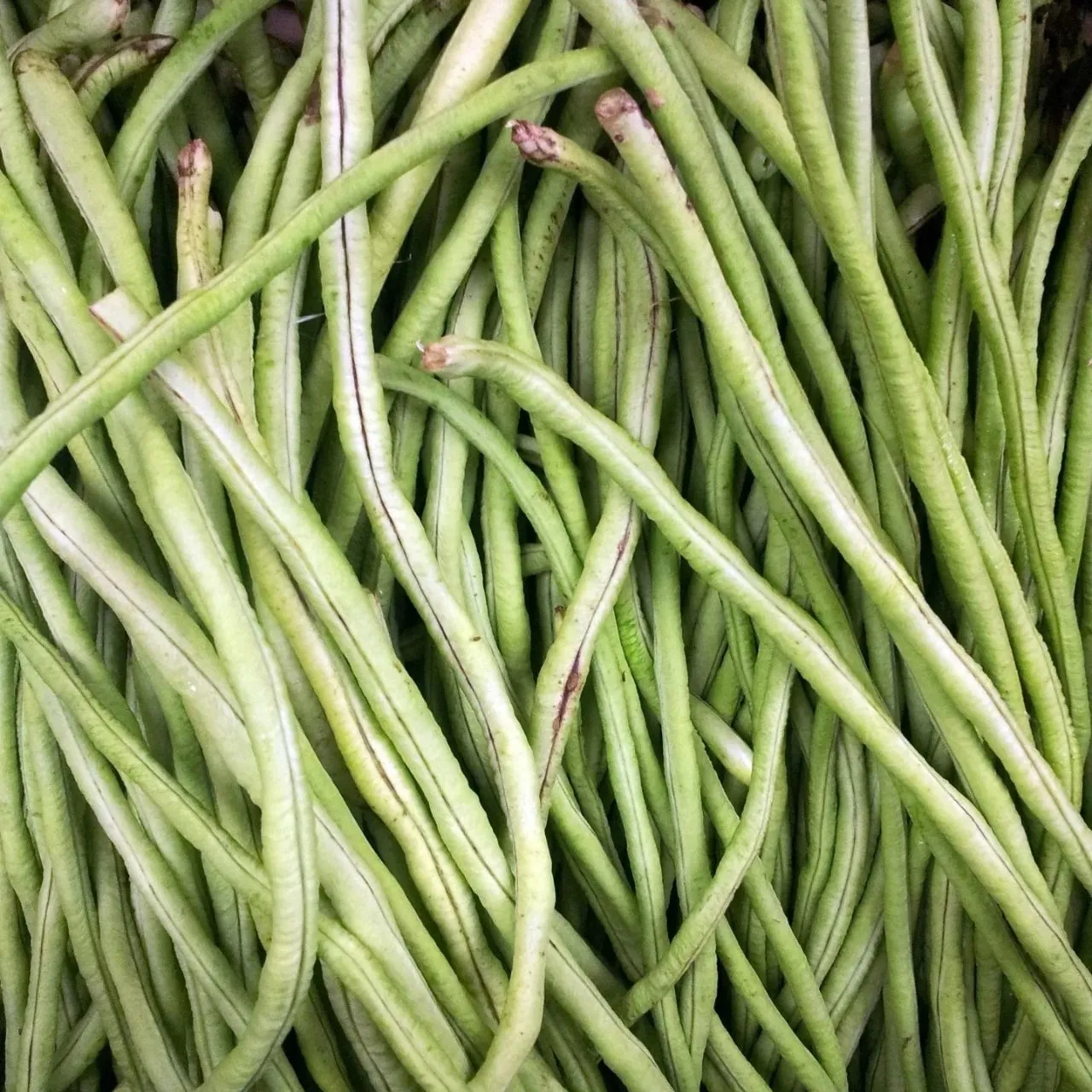 Cowpea Fresh | Alsandai Kai - 500 gm