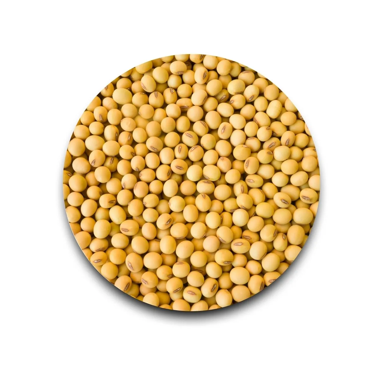 Soya Bean Whole 500 gm