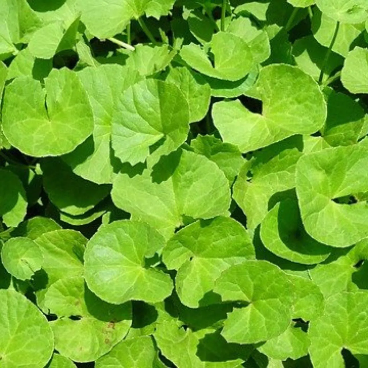 Brahmi Leaves 1 Bunch