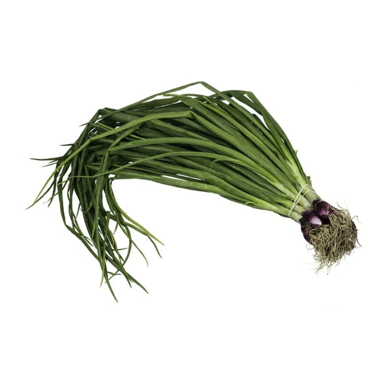 Spring Onion