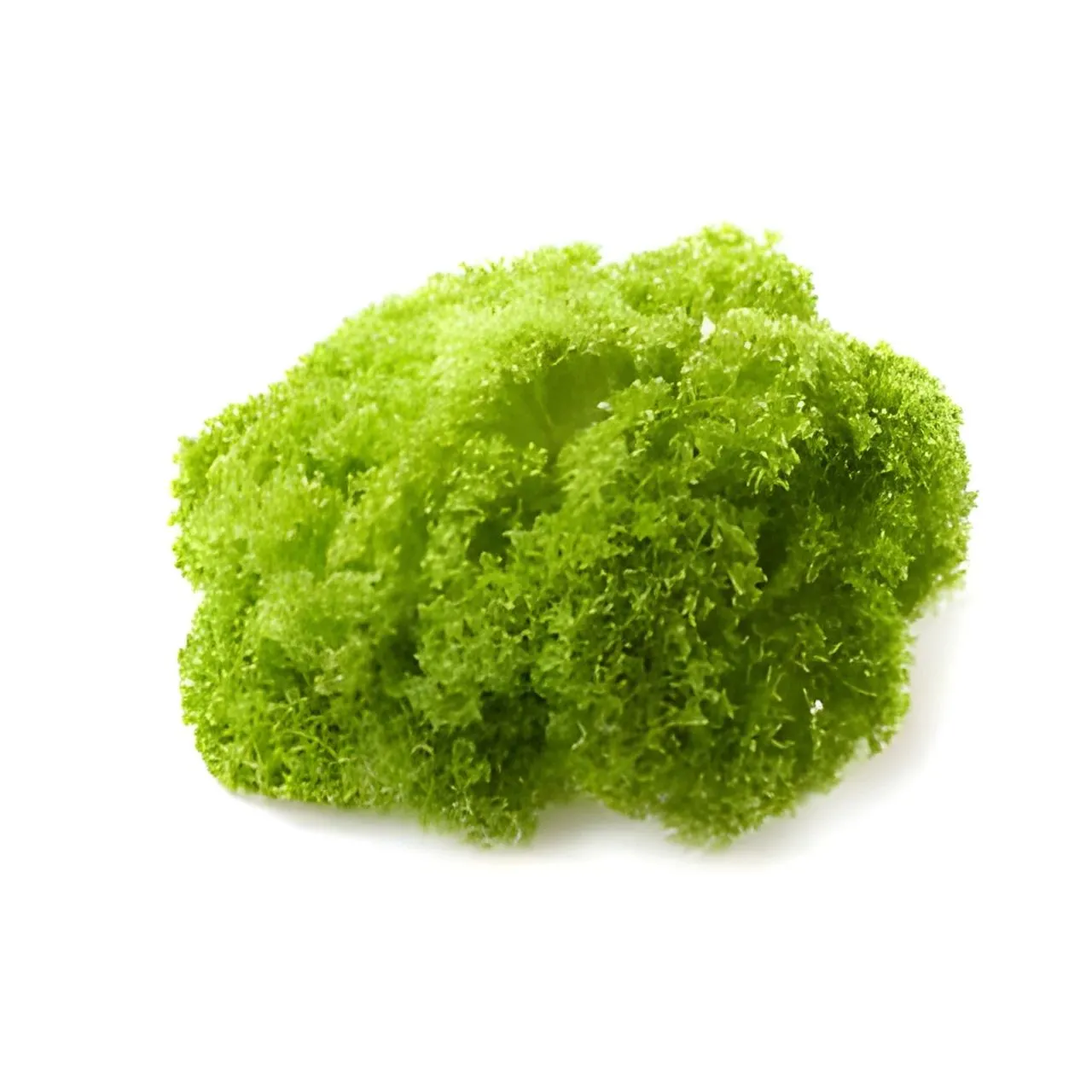 Green Lollo Rossa