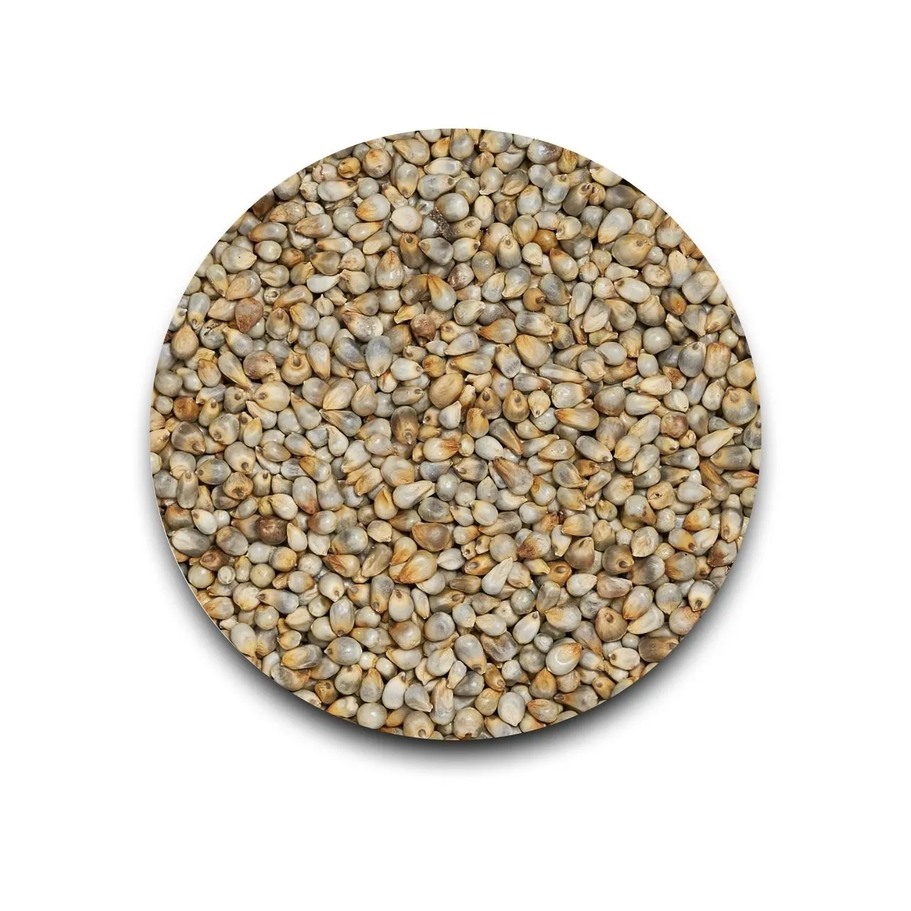 Pearl Millet/Bajra |  Sajje  500 gm