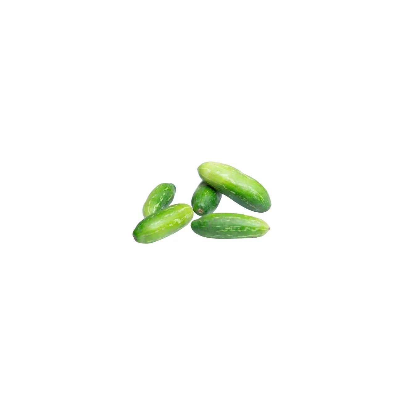 Little Gourd | Ivy Gourd