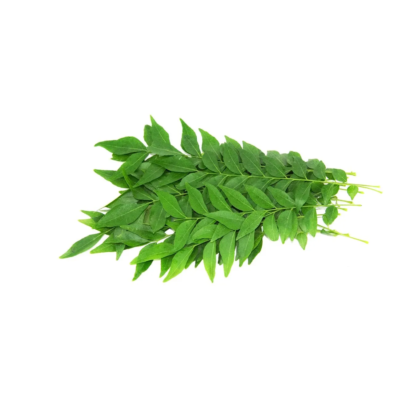 Curry Leaf