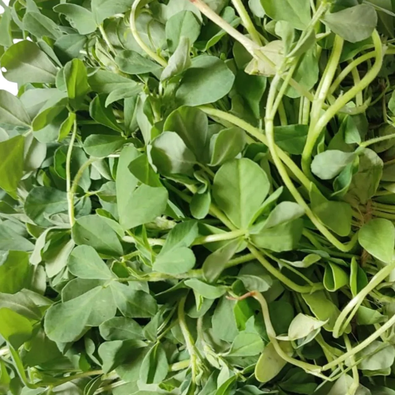 Methi Leaves / Menthya
