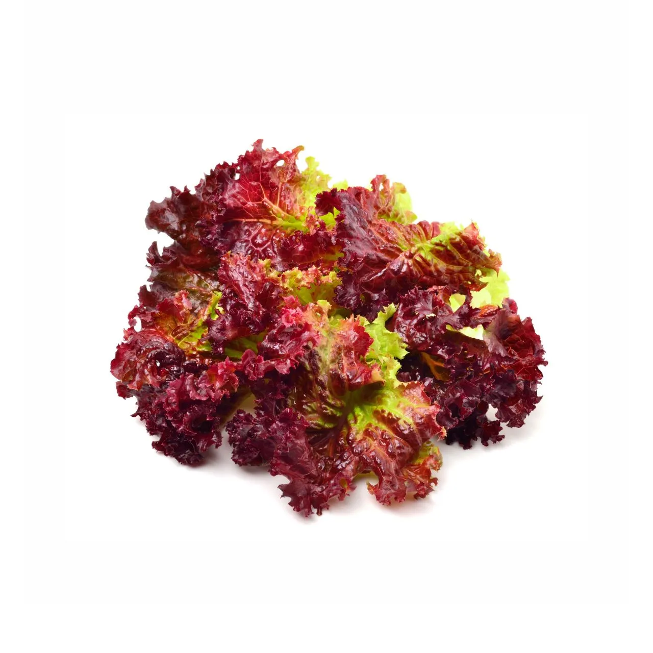 Red Lollo Rossa