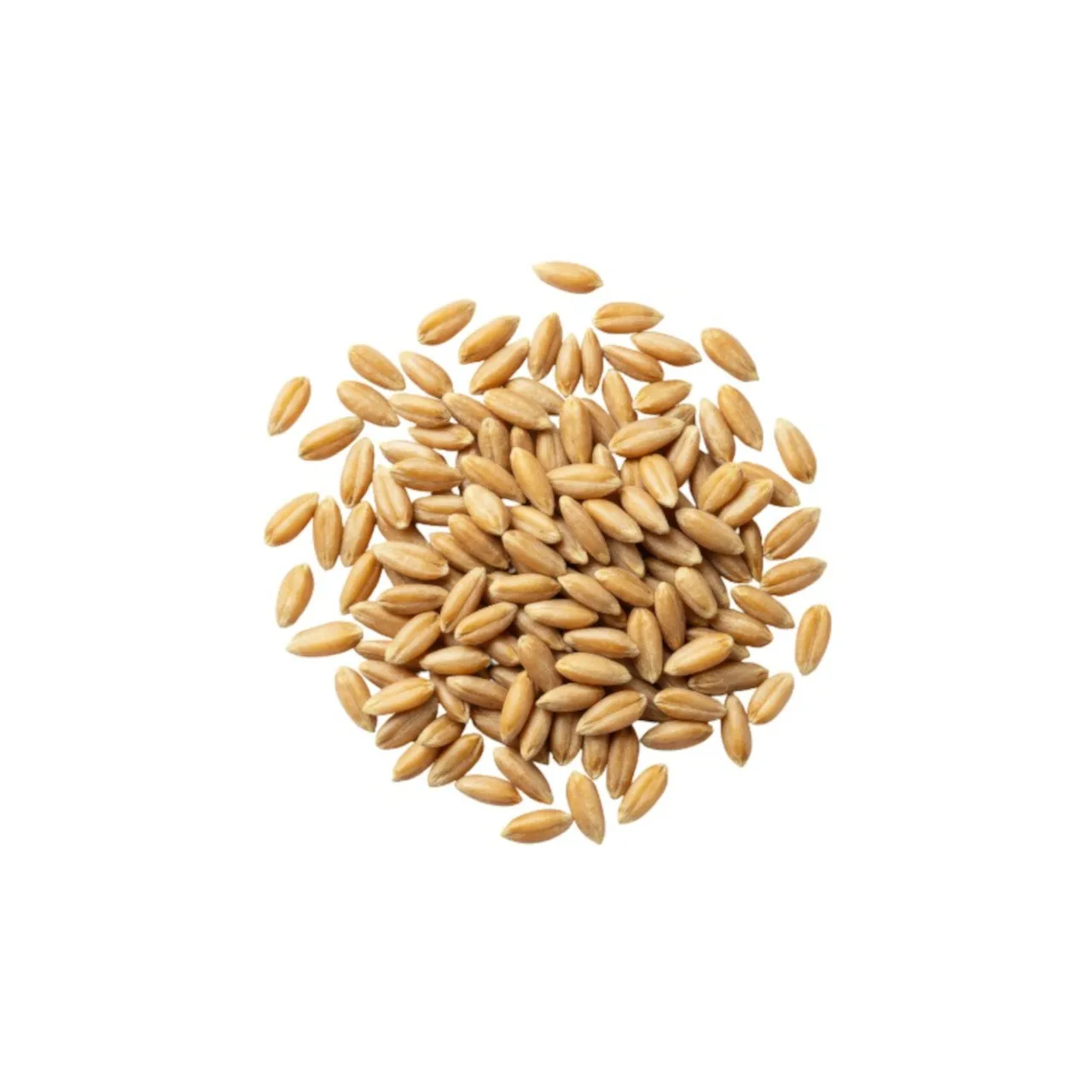 Wheat Kapli/Jave Wheat/Emmer Wheat 500 gm