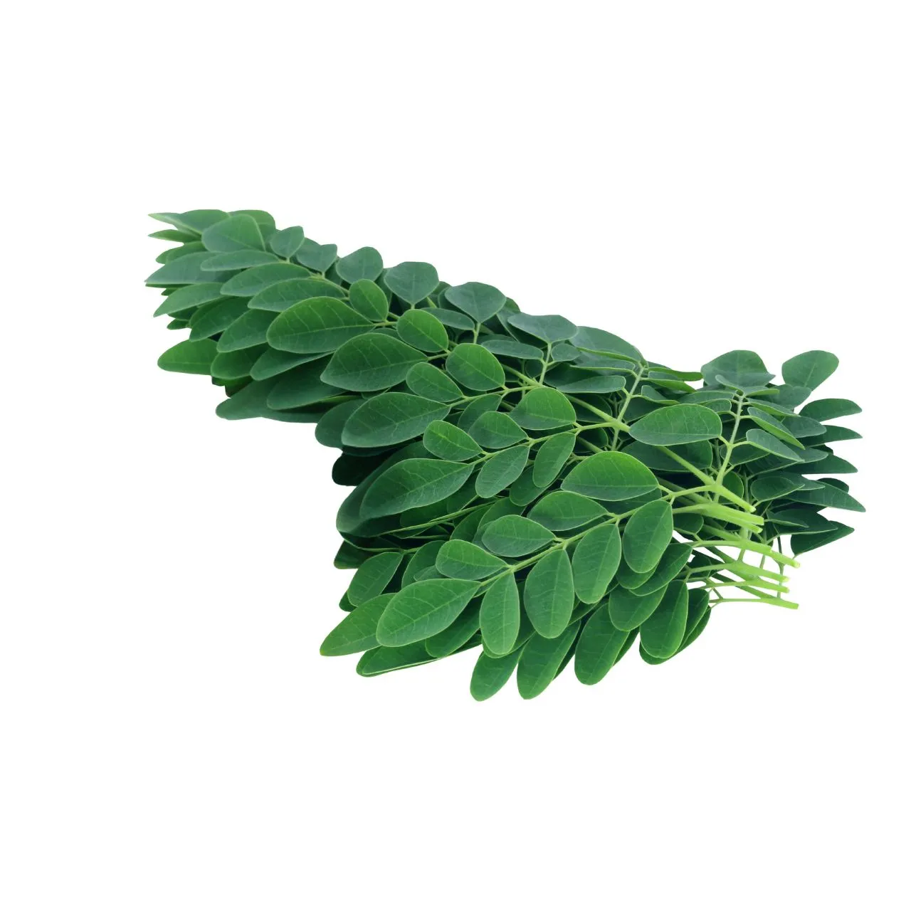 Drumstick Leaves
